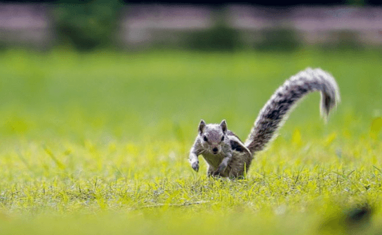 Amarnath's photography 14