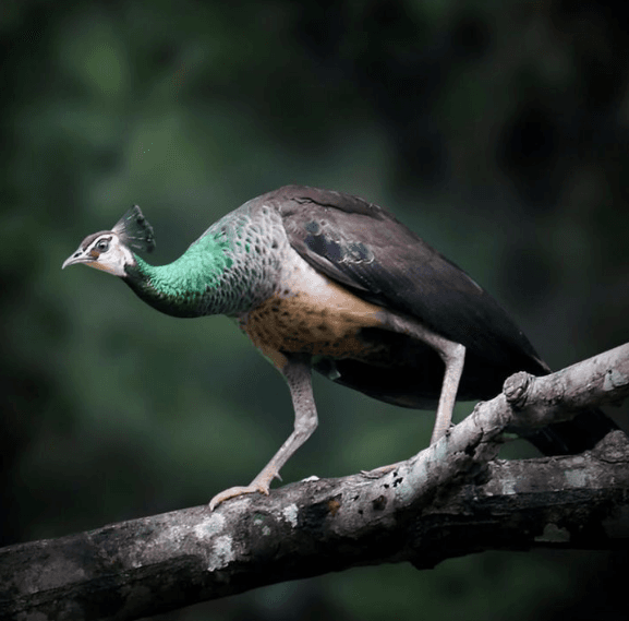 Amarnath's photography 2